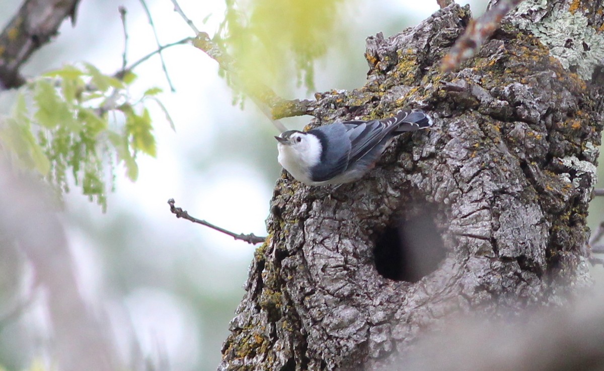 White-breasted Nuthatch - Gary Leavens