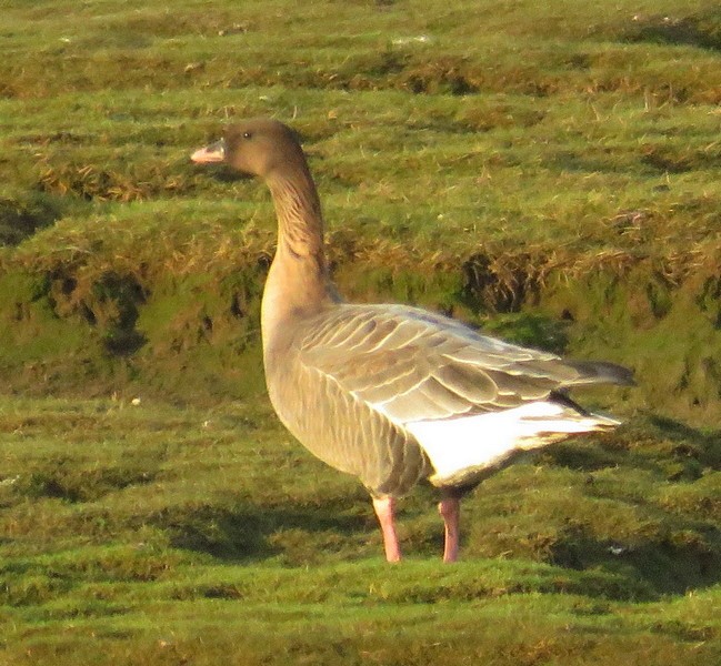 Pink-footed Goose - ML190326101