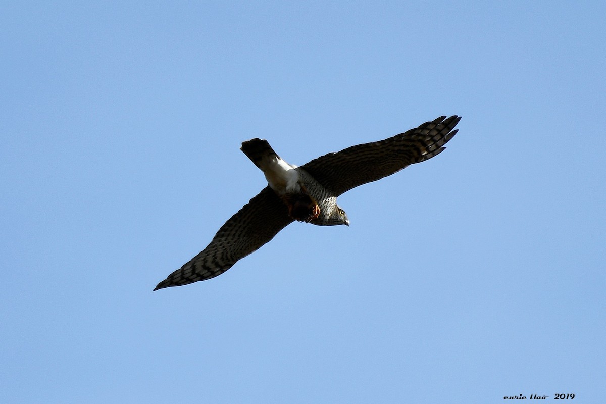 Eurasian Sparrowhawk - ML190326251