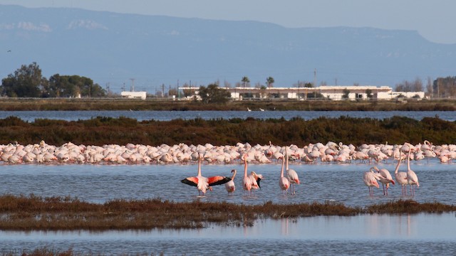 Birds in their breeding habitat; Cataluña, Spain. - Greater Flamingo - 