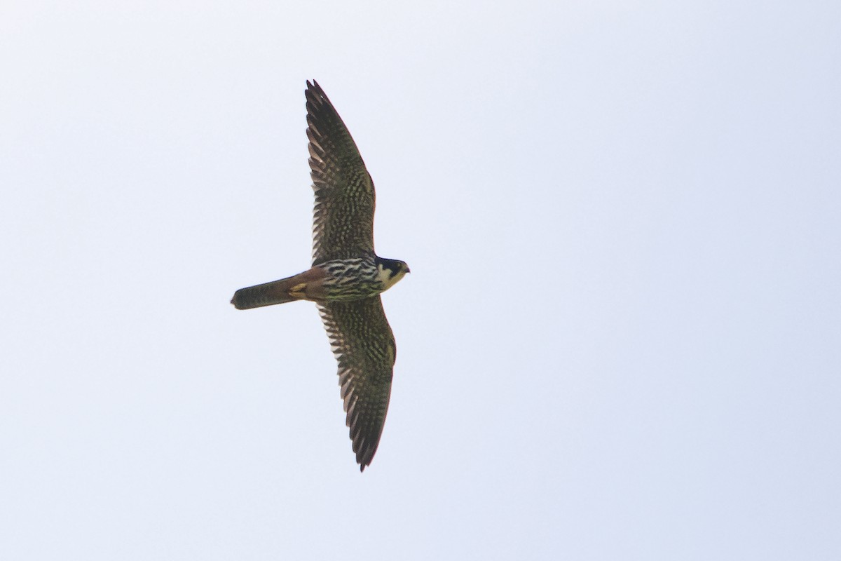Eurasian Hobby - Miguel Rouco