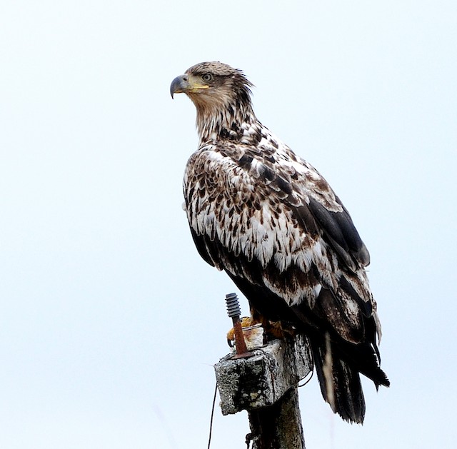 Second basic plumage resting (subspecies&nbsp;<em>washingtoniensis</em>). - Bald Eagle - 