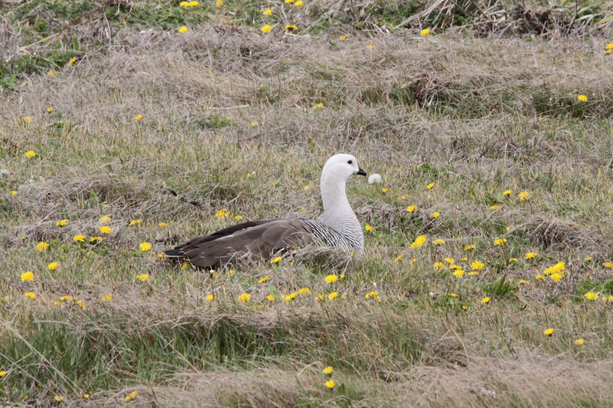 eBird Checklist - 17 Nov 2019 - Parque Pingüino Rey (Desembocadura Río ...