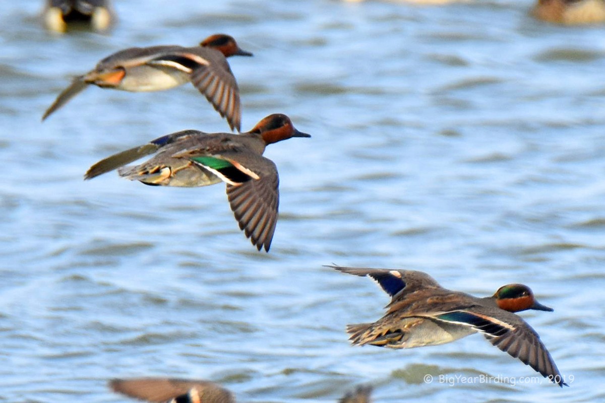 Green-winged Teal - ML190336591