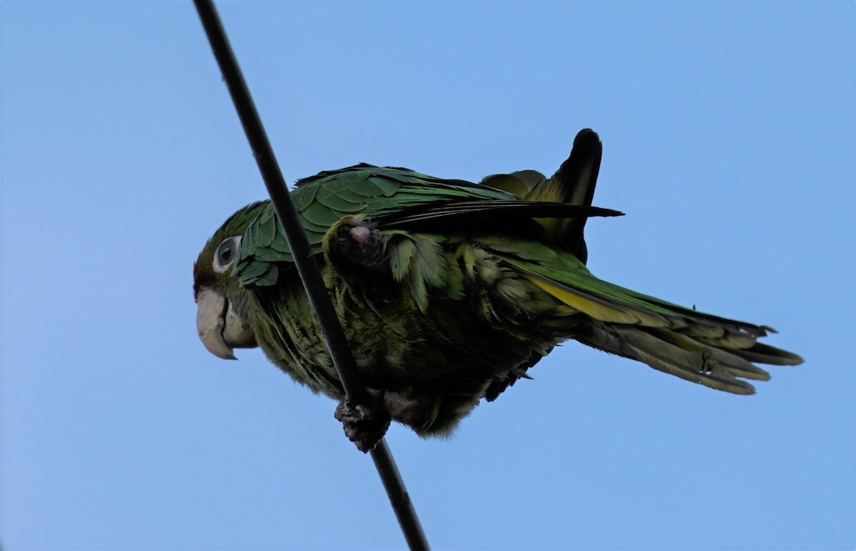 Green Parakeet - Sunil Thirkannad