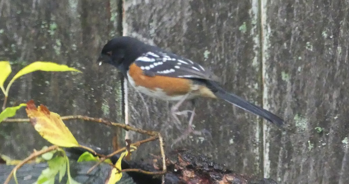 Spotted Towhee (maculatus Group) - ML190348271