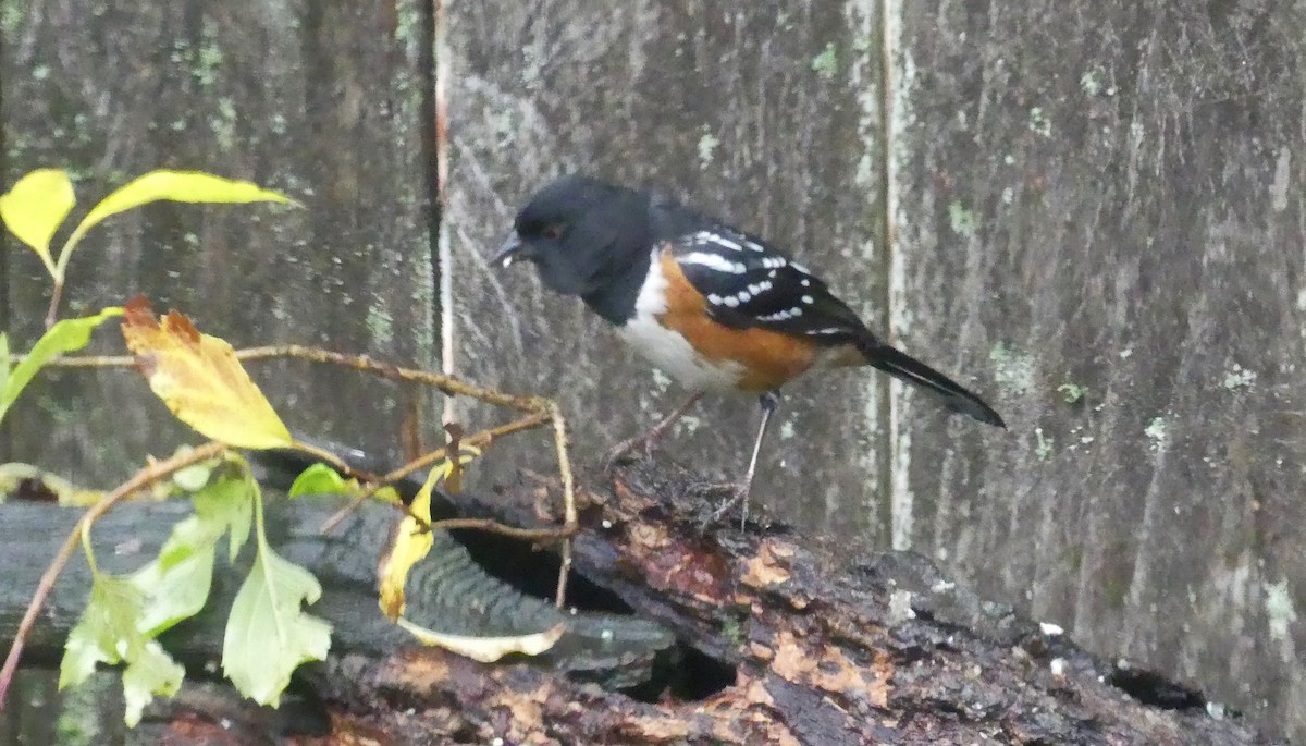 Spotted Towhee (maculatus Group) - ML190348281