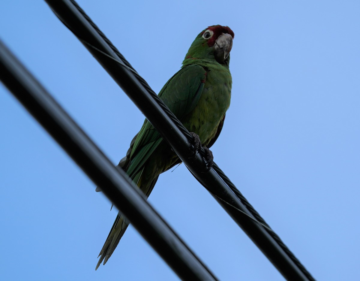 Scarlet-fronted/Cordilleran Parakeet - Sunil Thirkannad