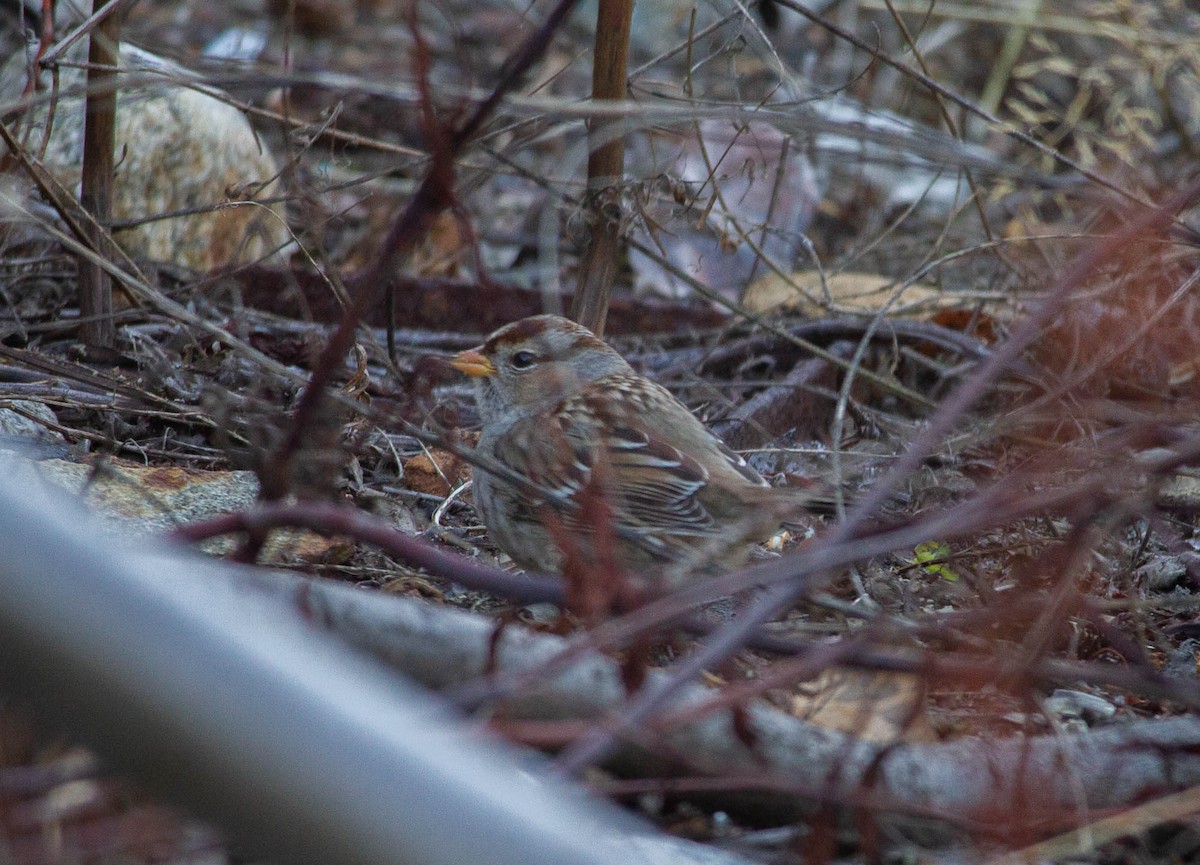 White-crowned Sparrow - ML190352221