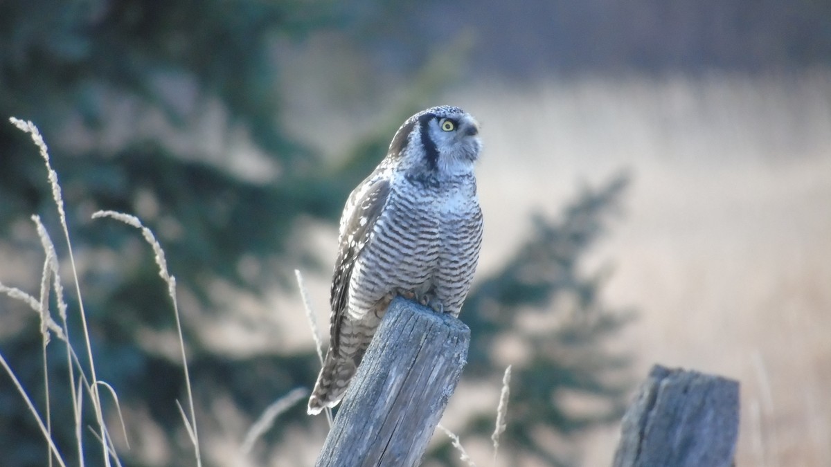 Northern Hawk Owl - ML190370201