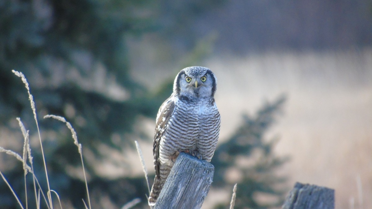 Northern Hawk Owl - ML190370211