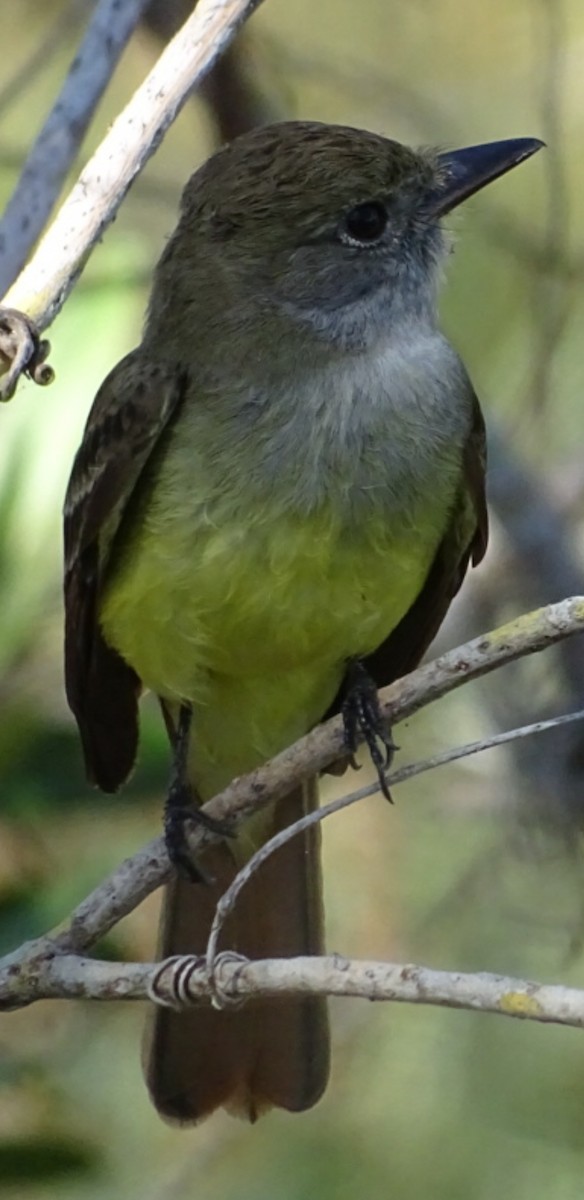 Great Crested Flycatcher - Amy Simmons