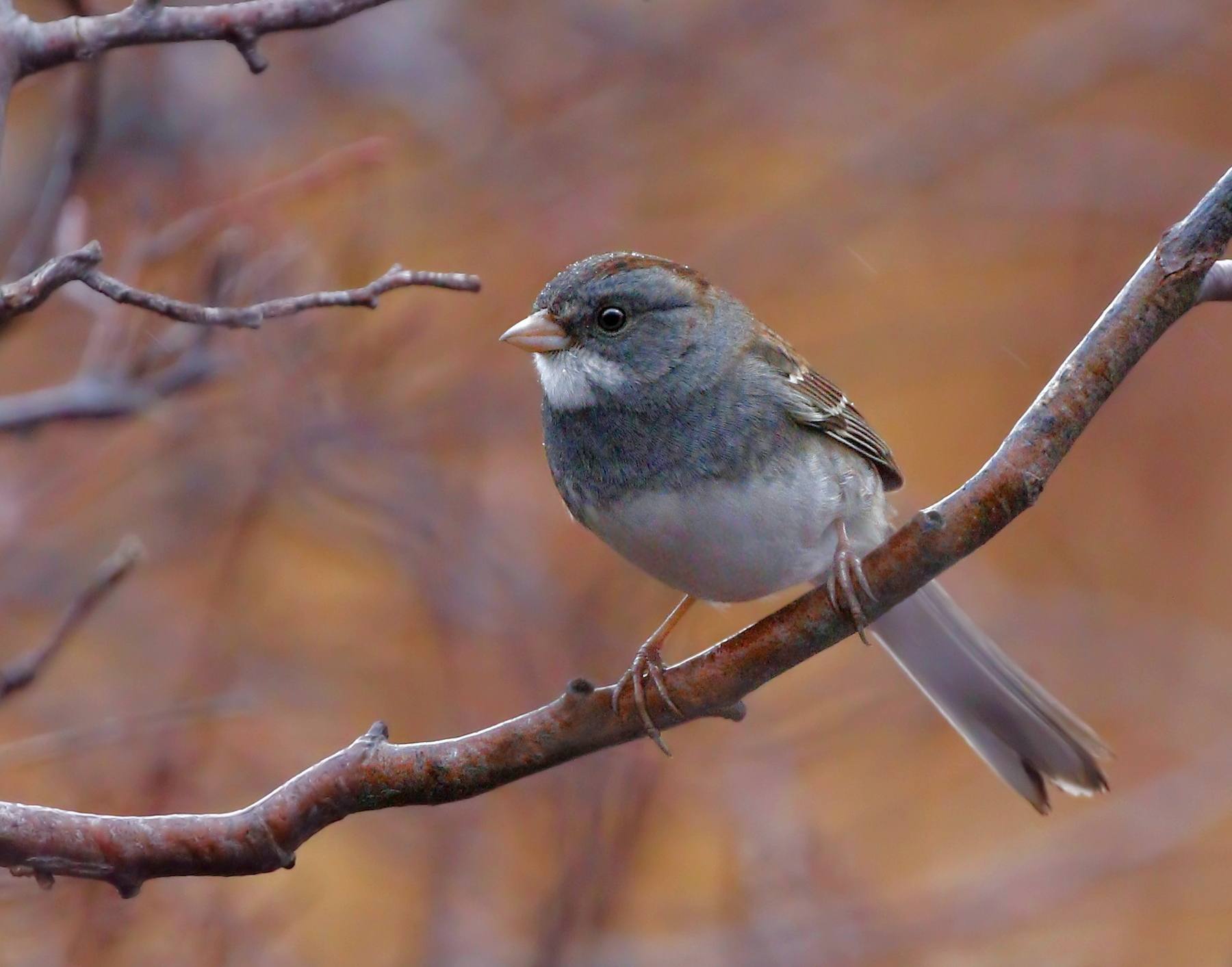 雑種 ユキヒメドリ ｘ ノドジロシトド Ebird