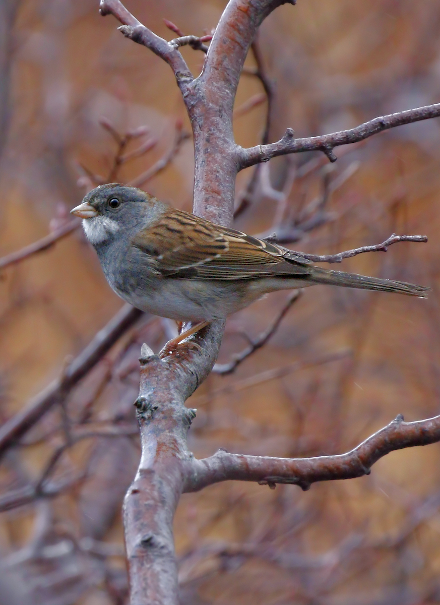 Dark-eyed Junco x White-throated Sparrow (hybrid) - ML190379871