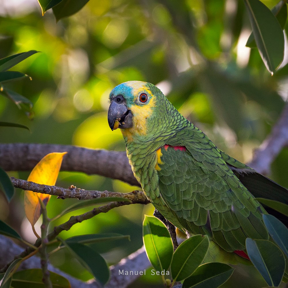 Turquoise-fronted Parrot - ML190380731