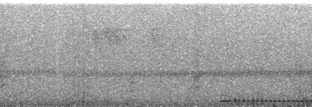 flerfargeskjeggfugl (steerii) - ML190381