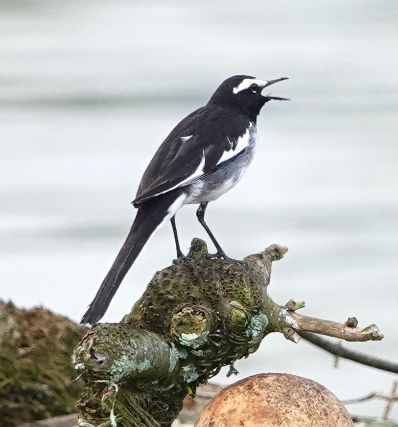 White-browed Wagtail - ML190381551