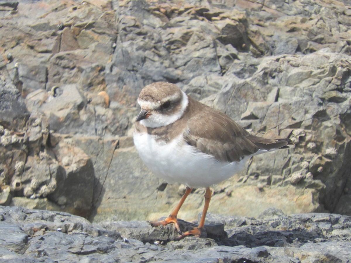 Semipalmated Plover - ML190383561