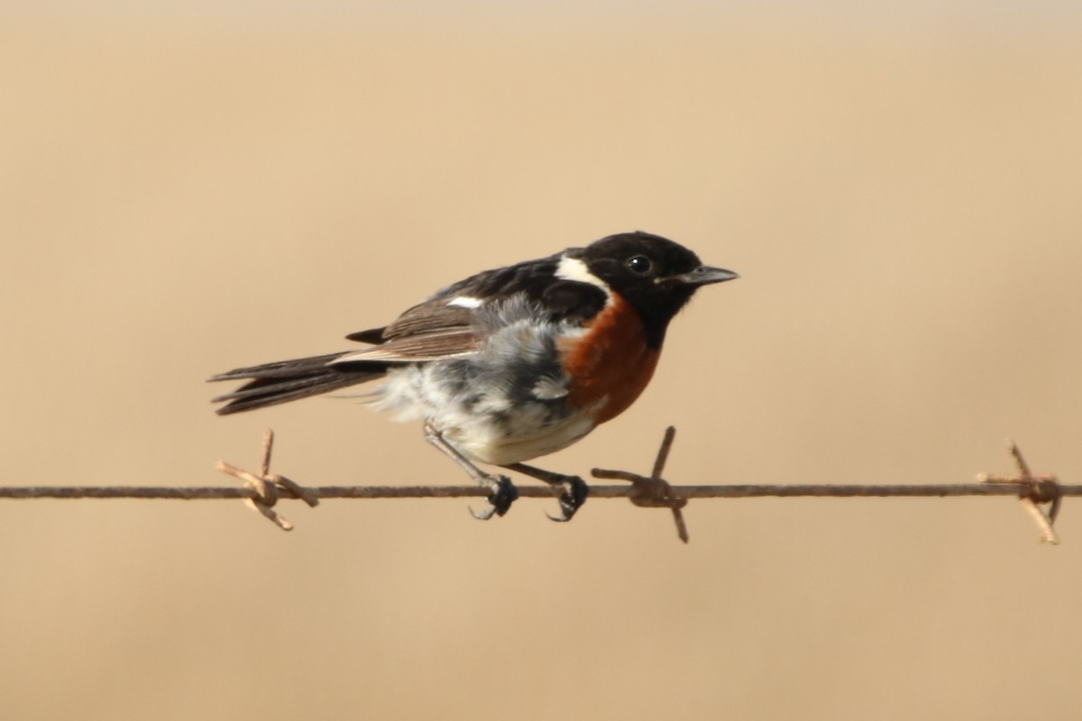 African Stonechat - ML190386541