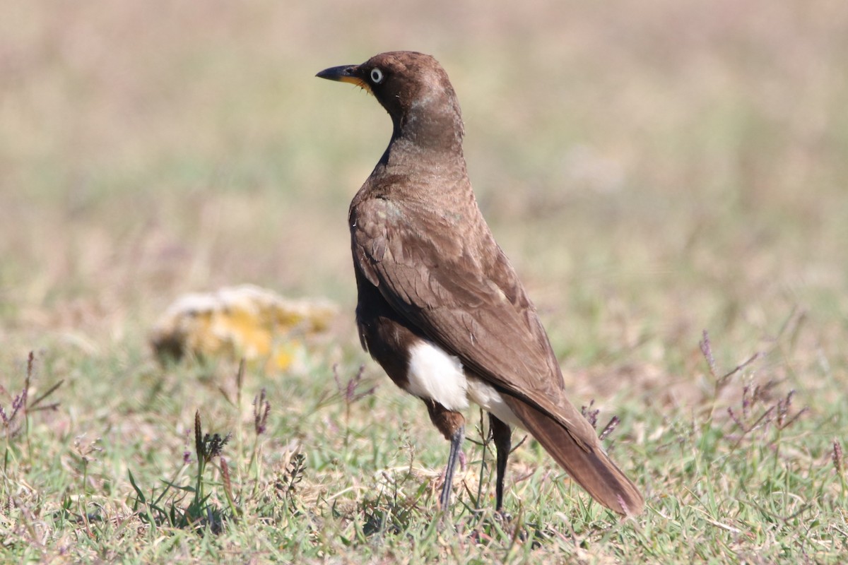 African Pied Starling - ML190386591