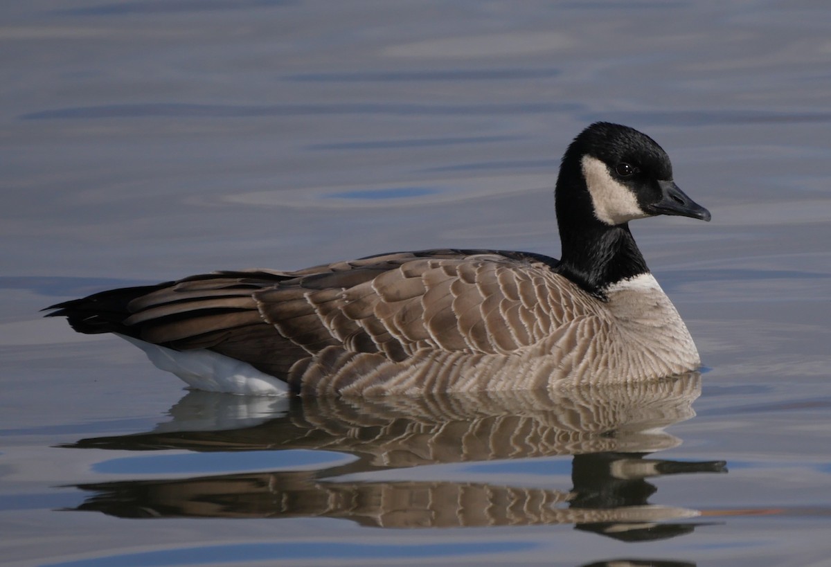 Cackling Goose (Richardson's) - Mike Malmquist