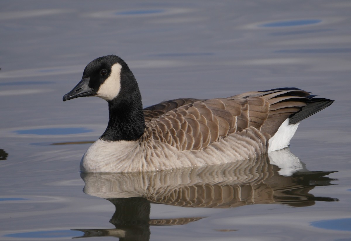 Cackling Goose (Richardson's) - ML190396691
