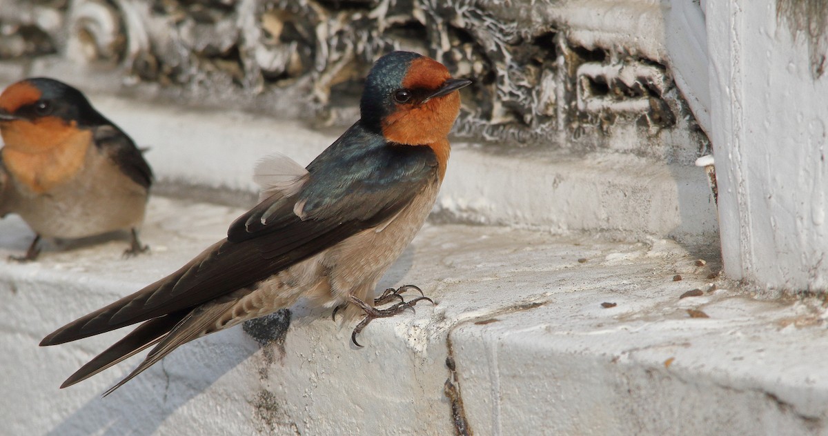 Pacific Swallow - ML190396771