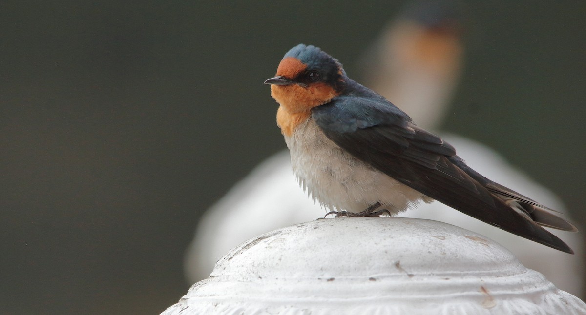 Pacific Swallow - ML190396781