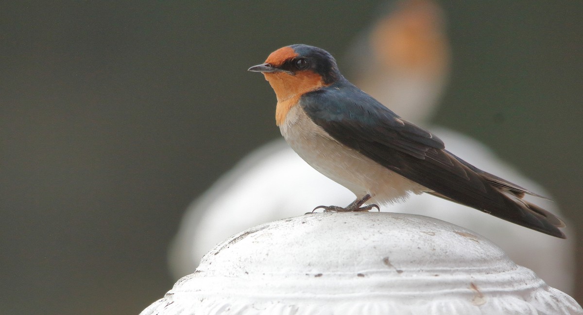 Pacific Swallow - ML190396791
