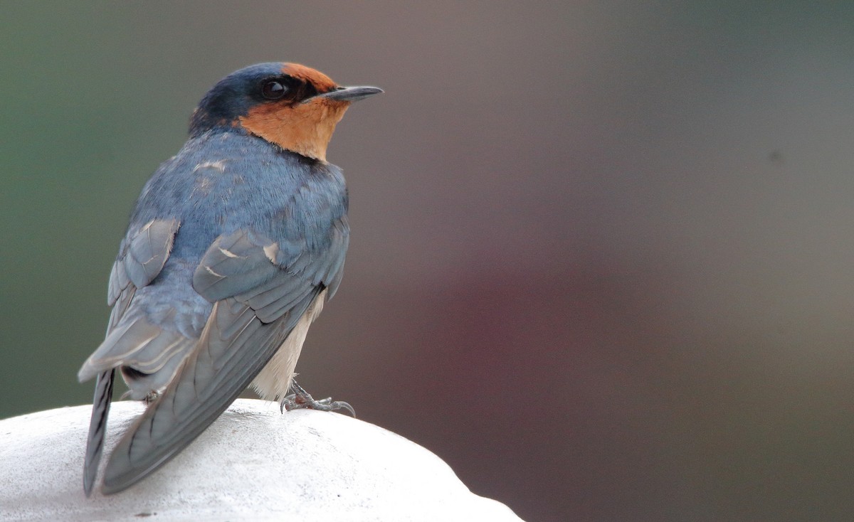 Pacific Swallow - ML190396841