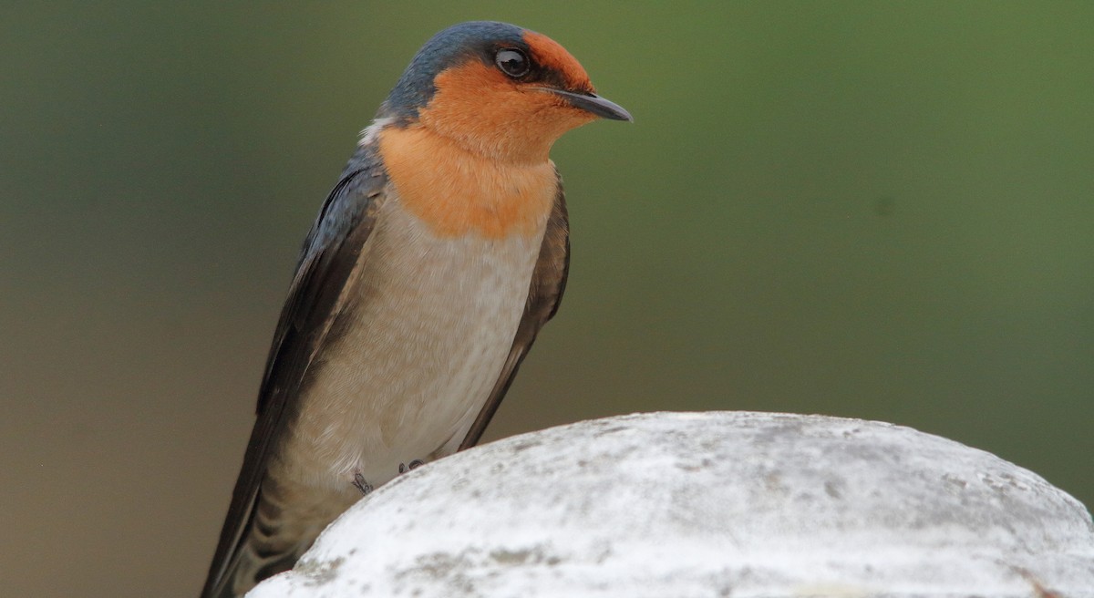 Pacific Swallow - ML190396851