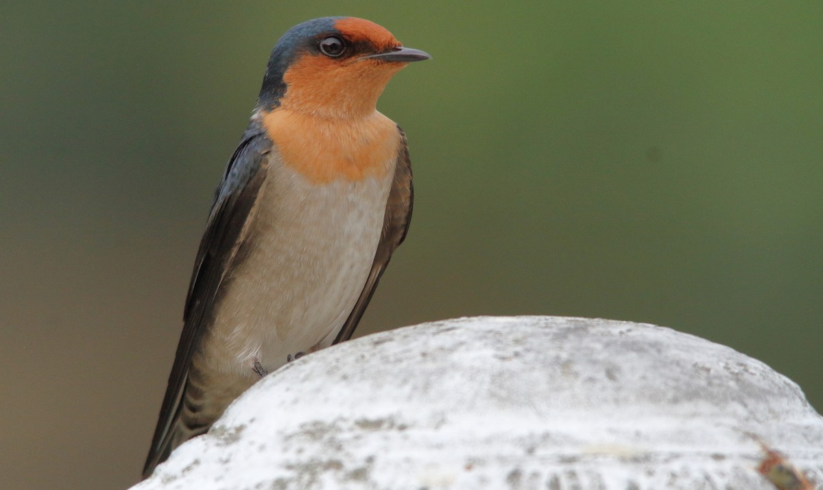 Pacific Swallow - ML190396861