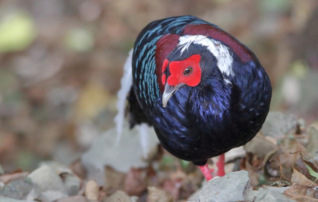 Swinhoe's Pheasant Photos - Shanghai Birding 上海观鸟