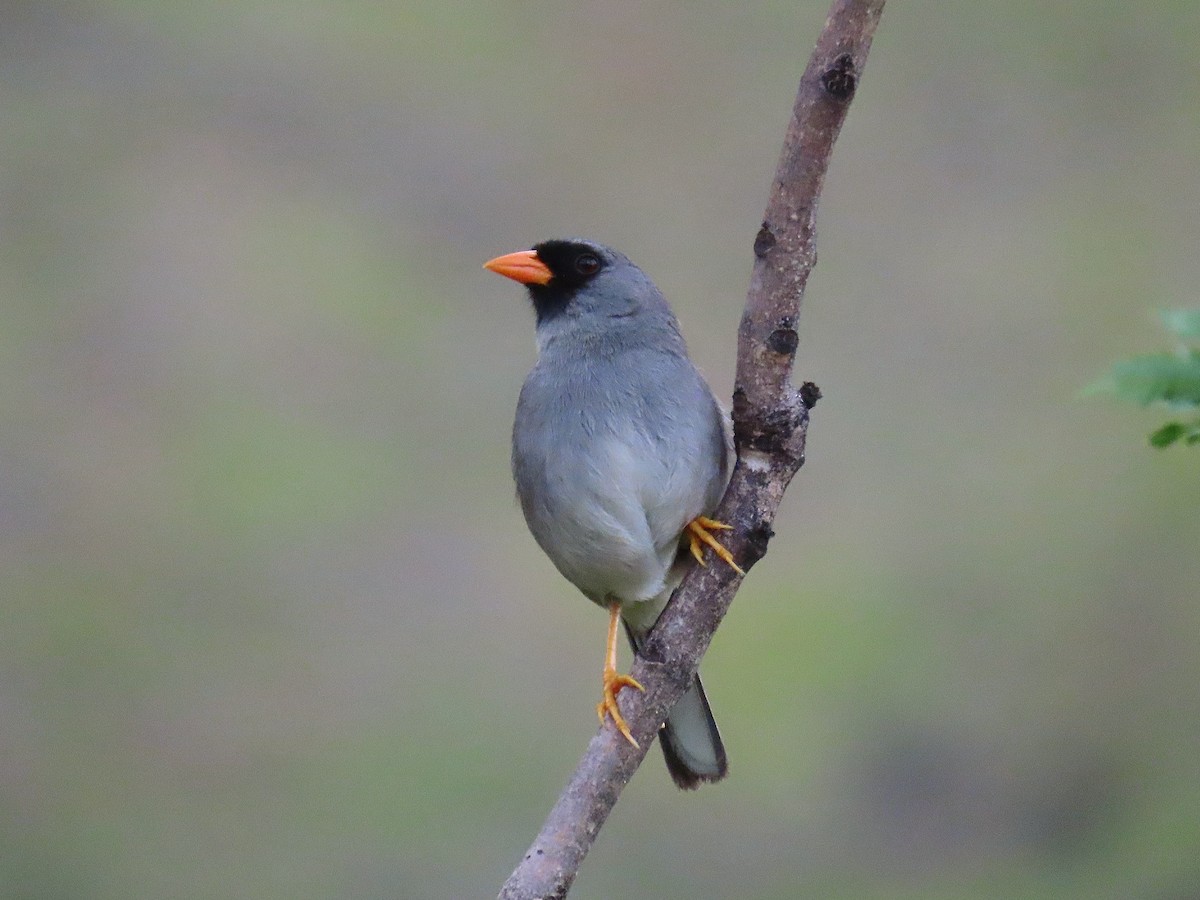 Gray-winged Inca-Finch - Àlex Giménez
