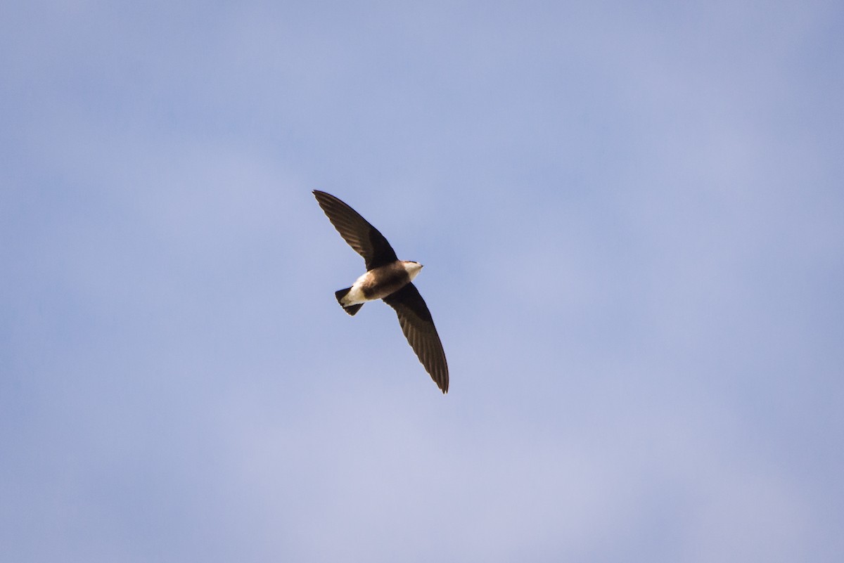 White-throated Needletail - Jan Lile