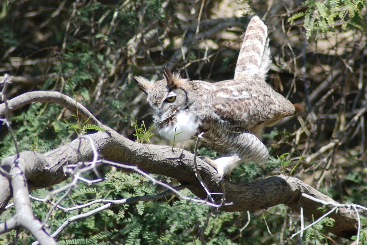Great Horned Owl - ML190404811