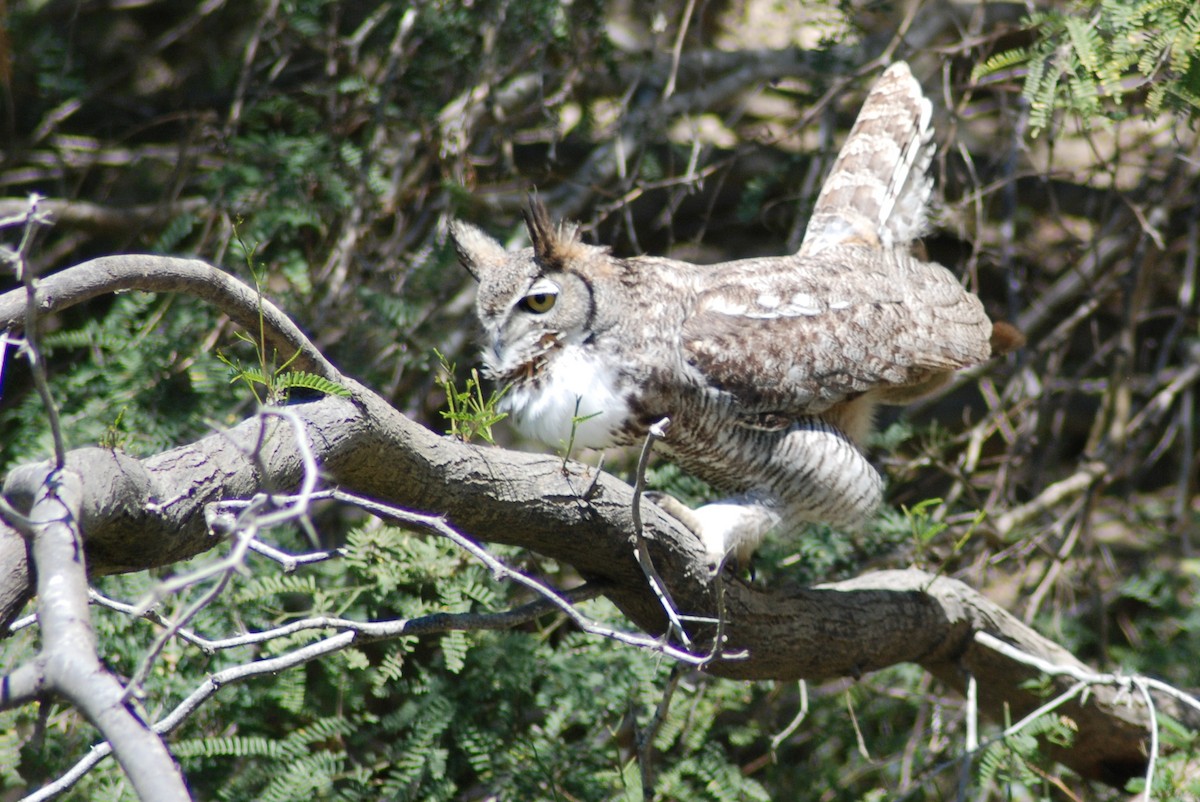 Great Horned Owl - ML190404821
