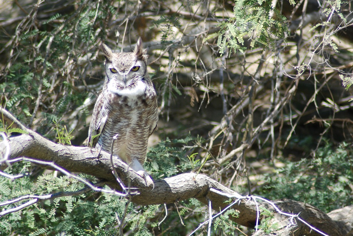 Great Horned Owl - ML190404831