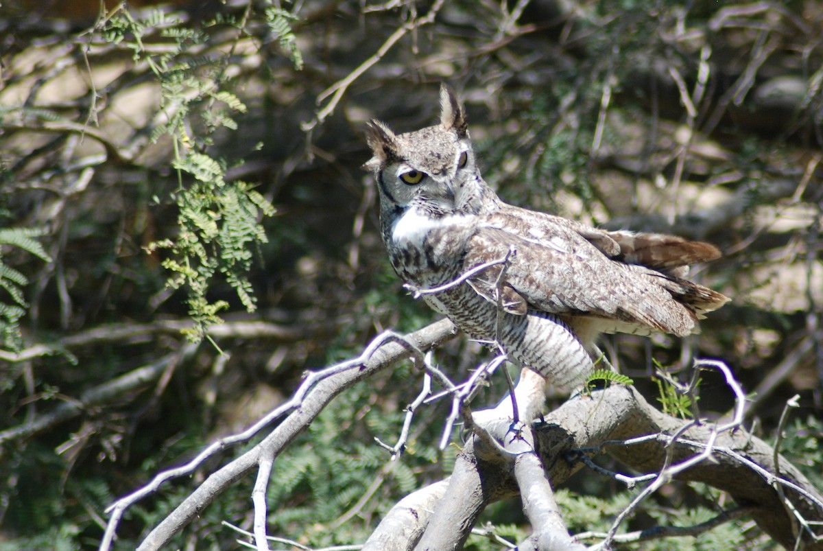 Great Horned Owl - ML190404841