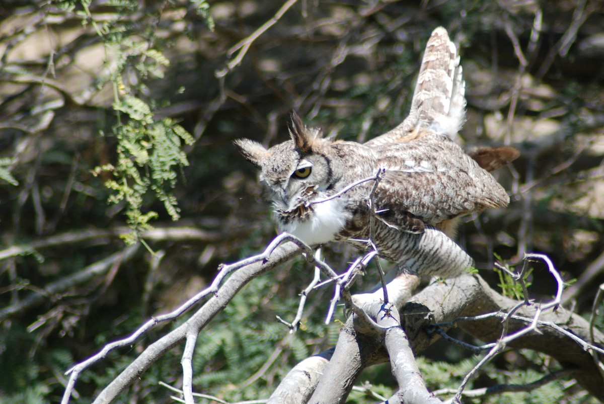 Great Horned Owl - ML190404851