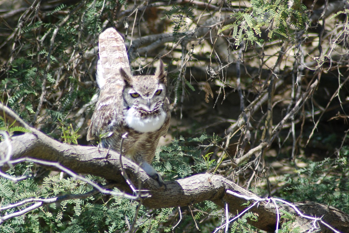 Great Horned Owl - ML190404861