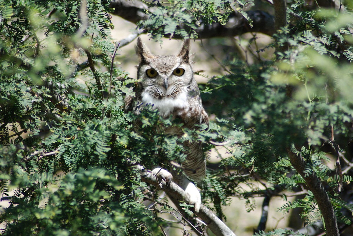 Great Horned Owl - ML190405051