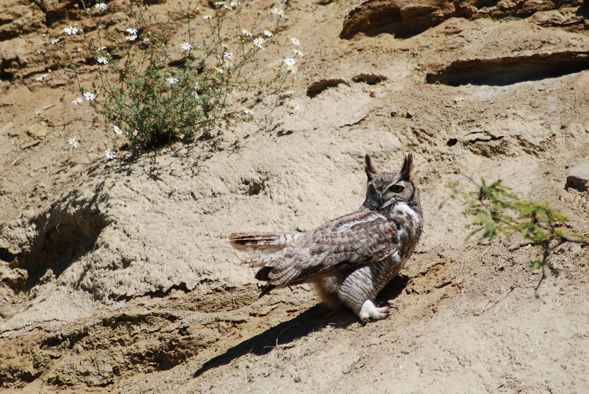 Great Horned Owl - ML190405061