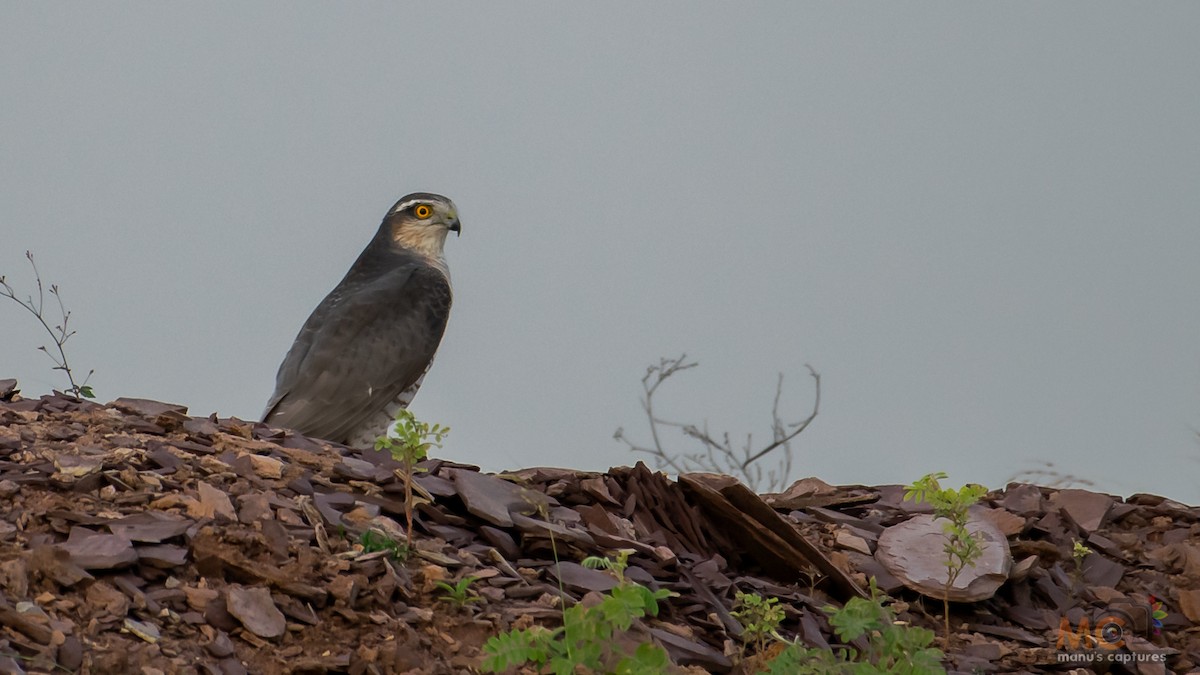 Eurasian Sparrowhawk - Manoj Kumar Vittapu