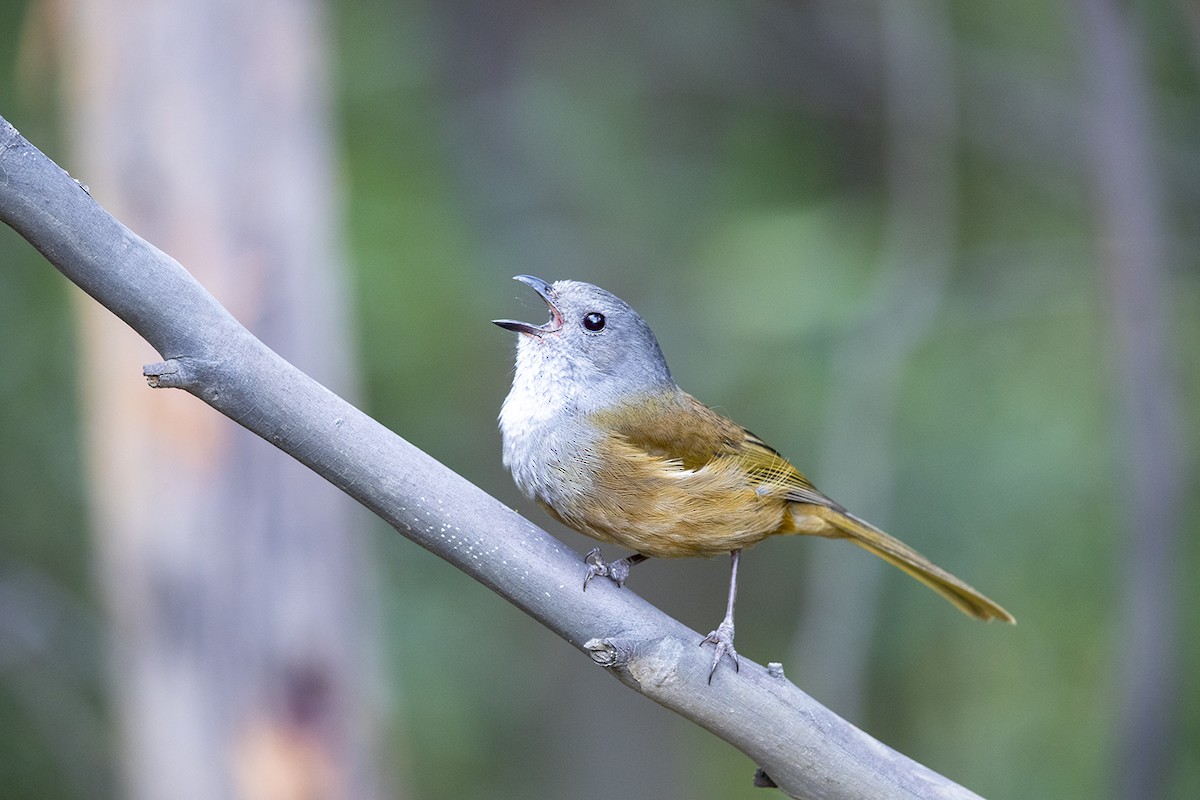 Olive Whistler - Laurie Ross | Tracks Birding & Photography Tours