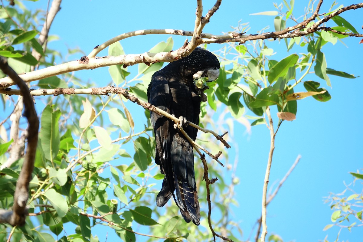 Red-tailed Black-Cockatoo - ML190411381