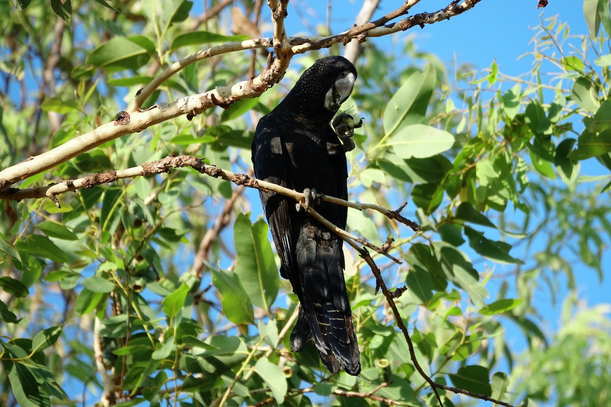 Red-tailed Black-Cockatoo - ML190411401