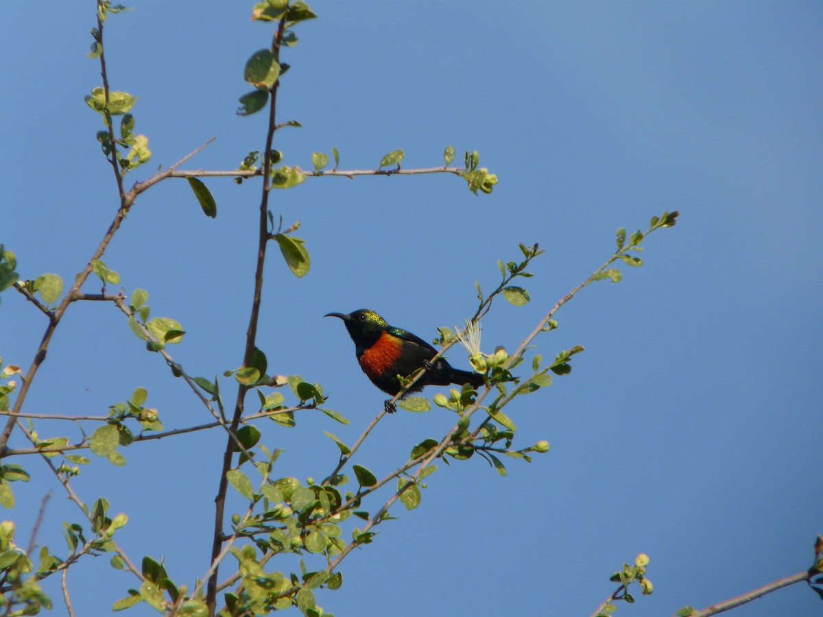 Black-bellied Sunbird - ML190414161