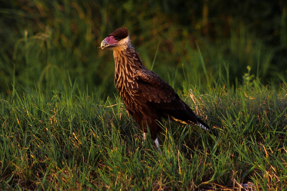 Crested Caracara (Southern) - ML190414231