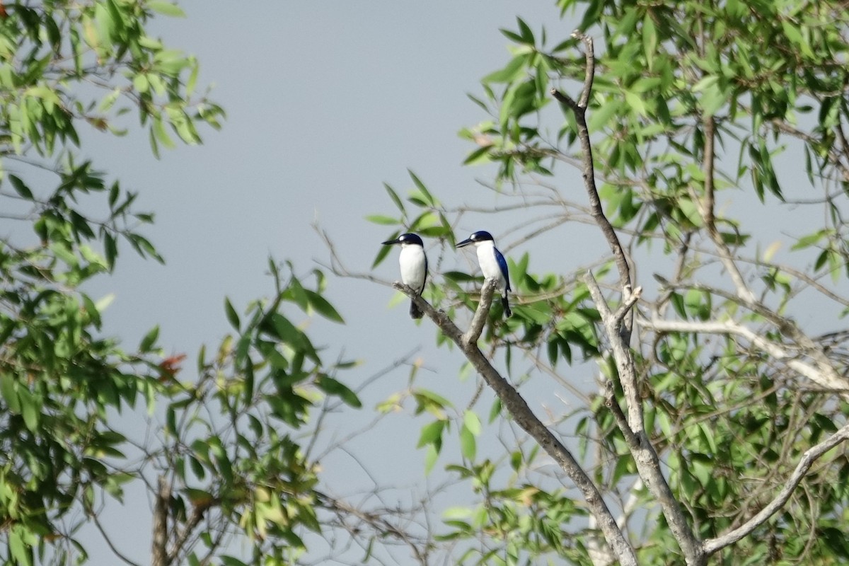 Forest Kingfisher - ML190418831